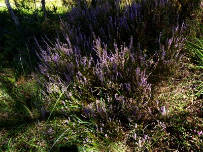 Calluna vulgaris (L.) Hull, 1808