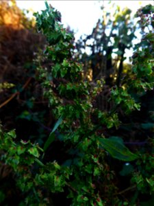 Rumex obtusifolius L., 1753
