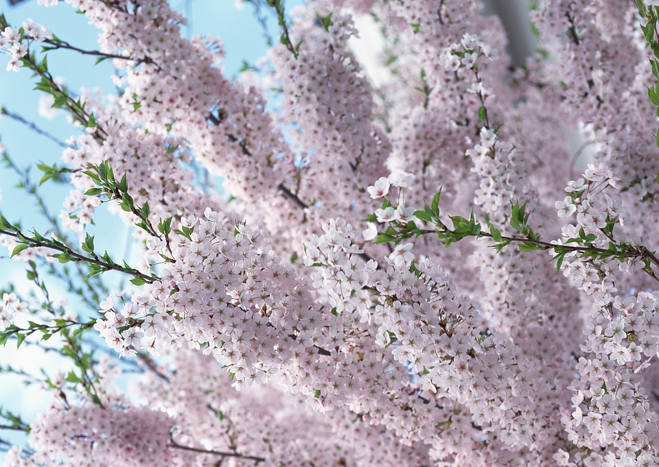 Pink Cherry blossom