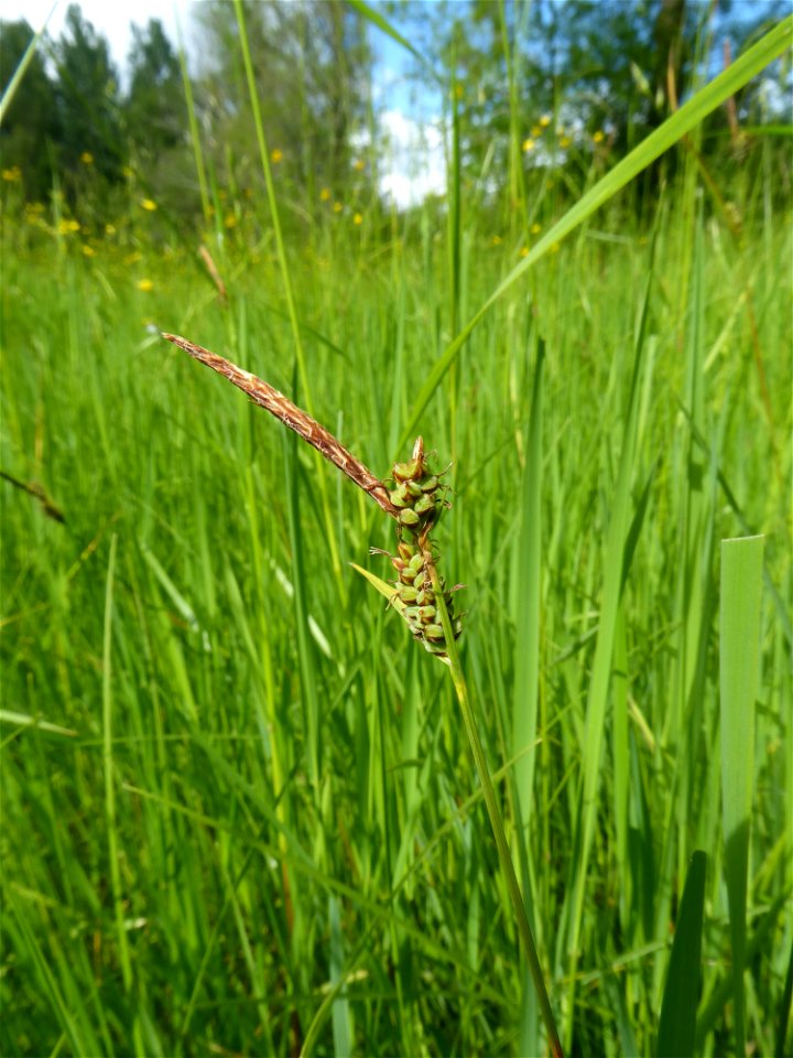 Carex tomentosa L., 1767