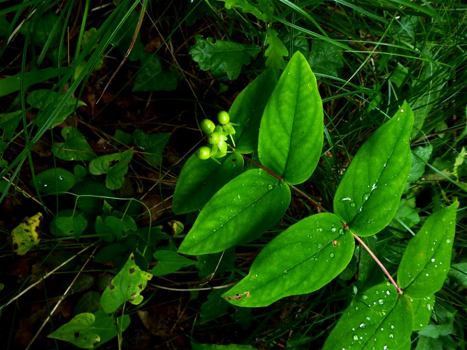 Hypericum androsaemum L., 1753