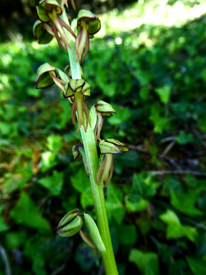 Orchis anthropophora (L.) All., 1785