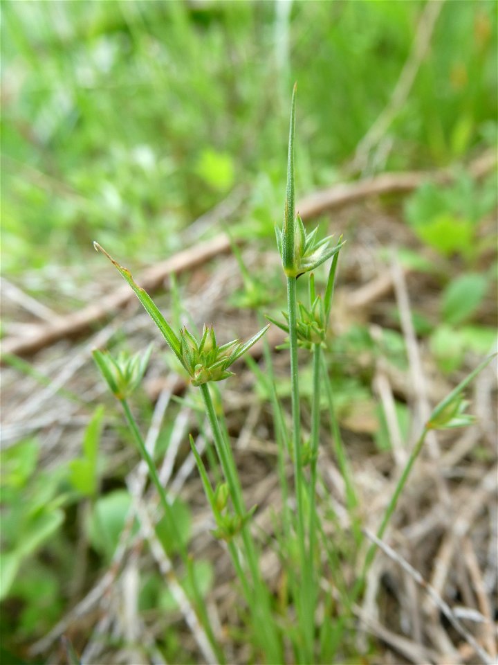 Juncus capitatus Weigel, 1772