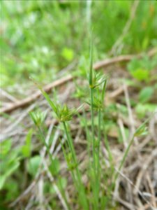 Juncus capitatus Weigel, 1772