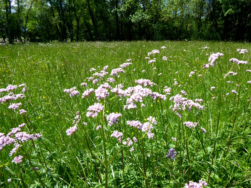 Valeriana officinalis L., 1753