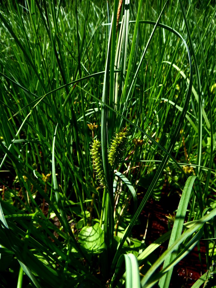 Carex rostrata Stokes, 1787
