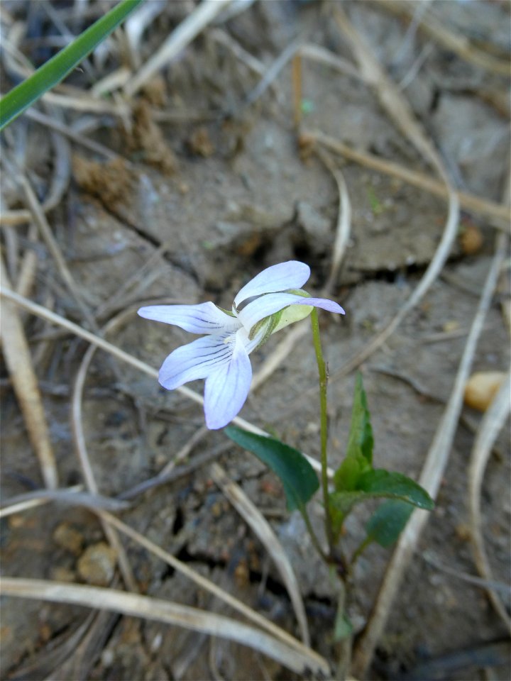 Viola lactea Sm., 1798