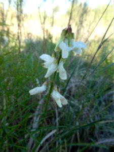 Lathyrus pannonicus (Jacq.) Garcke, 1863