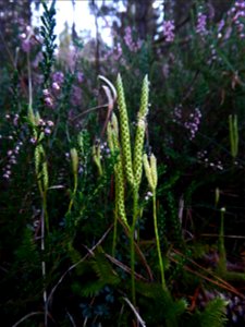Lycopodium clavatum L., 1753