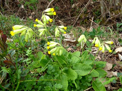 Primula veris L., 1753