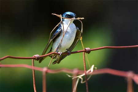 Tree Swallow photo