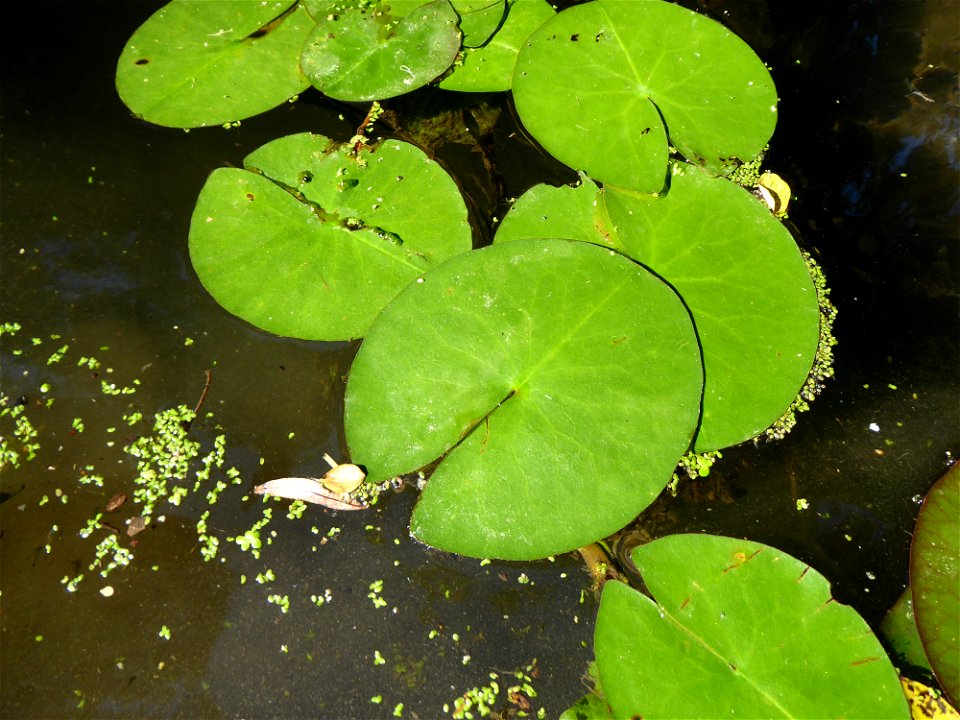 Nuphar lutea (L.) Sm., 1809