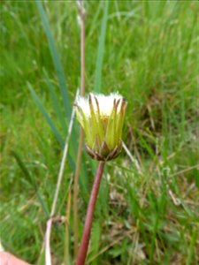 Taraxacum cf. palustre (Lyons) Symons, 1798