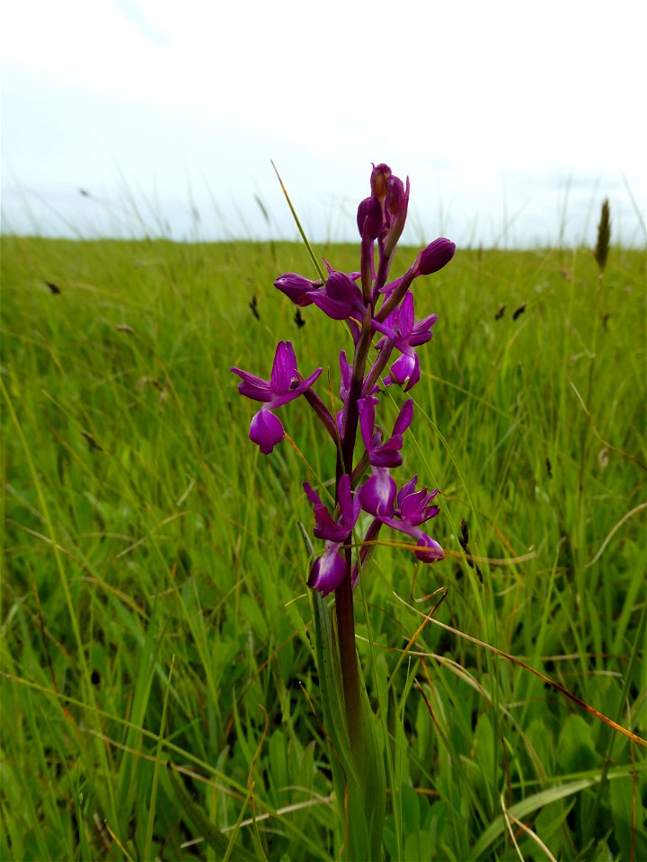 Anacamptis laxiflora (Lam.) R.M.Bateman, Pridgeon & M.W.Chase, 1997