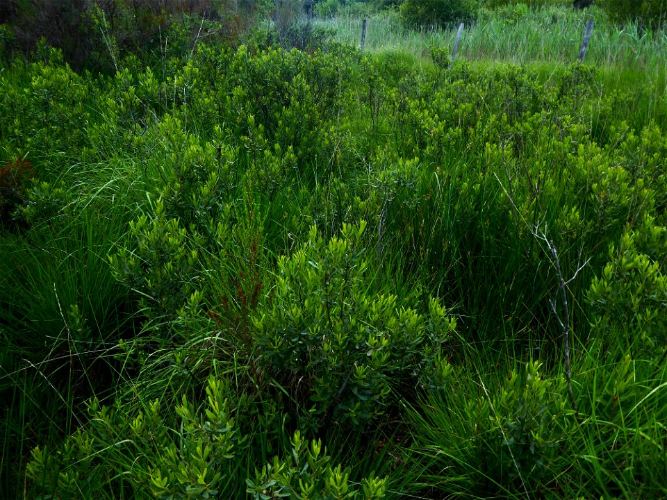 Myrica gale L., 1753