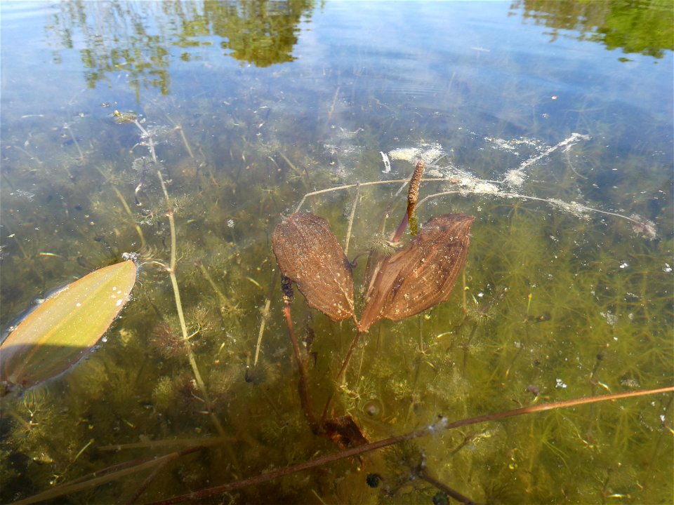 Potamogeton coloratus Hornem., 1813