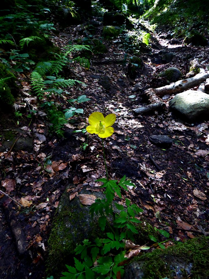 Papaver cambricum L., 1753