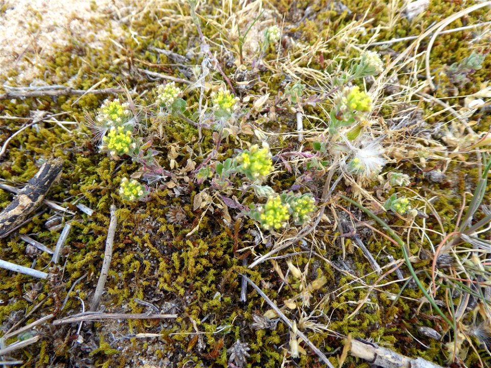 Alyssum simplex Rudolphi, 1799