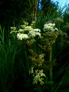 Filipendula ulmaria (L.) Maxim., 1879