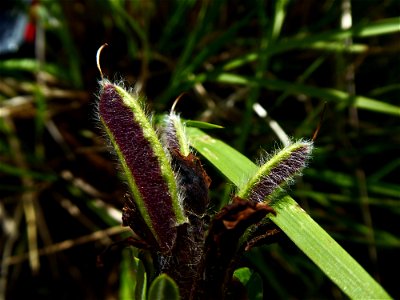 Cytisus lotoides Pourr., 1788