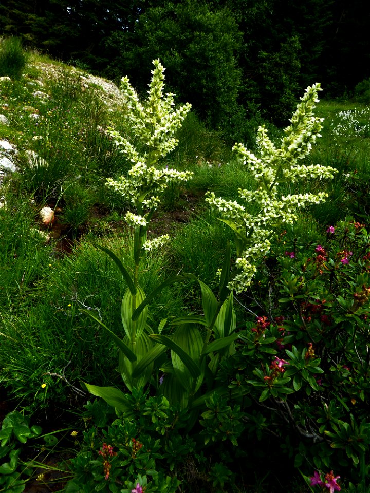 Veratrum album L., 1753