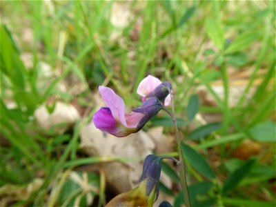 Lathyrus linifolius (Reichard) Bässler, 1971