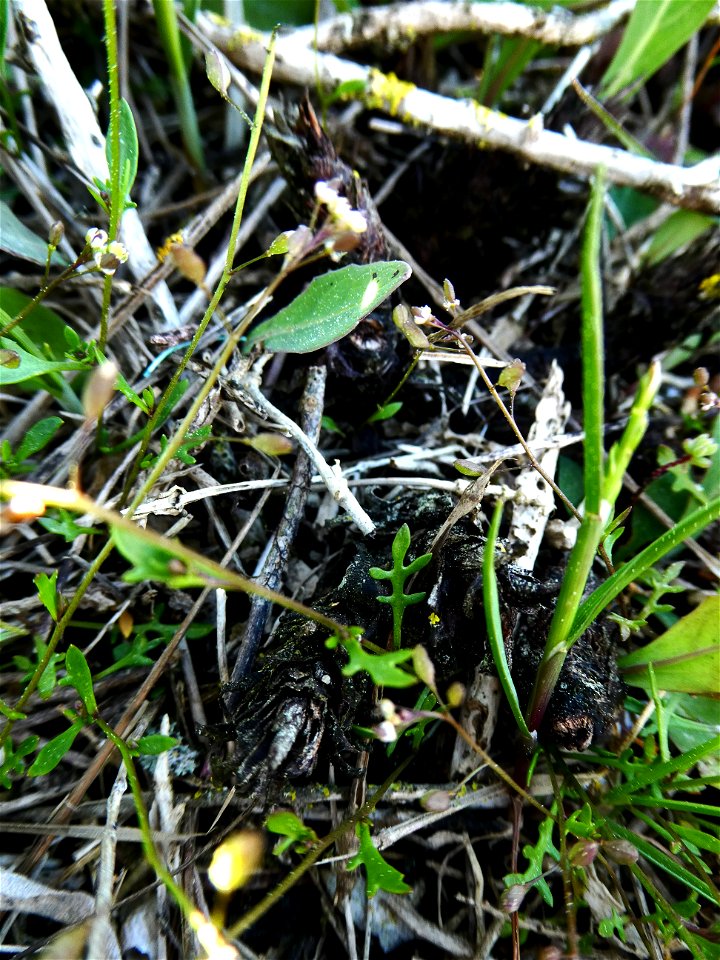 Hornungia procumbens (L.) Hayek, 1925
