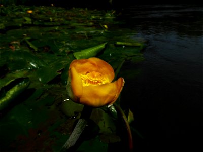 Nuphar lutea (L.) Sm., 1809
