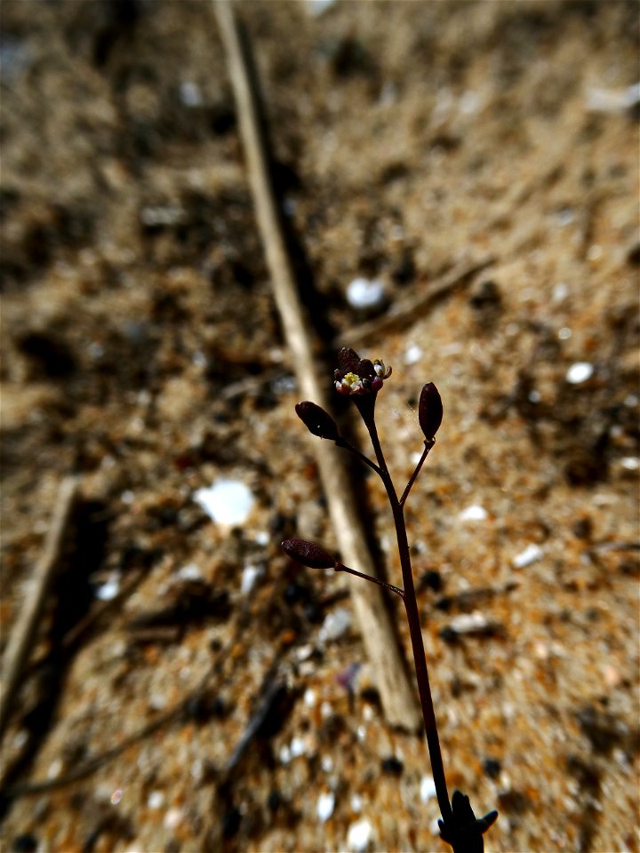 Hornungia procumbens (L.) Hayek, 1925