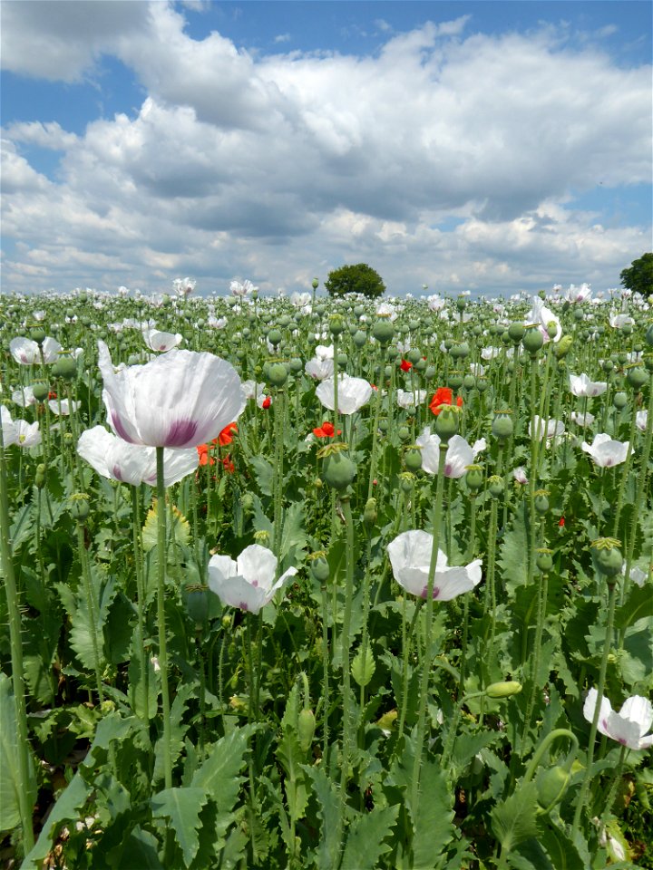 Papaver somniferum L., 1753
