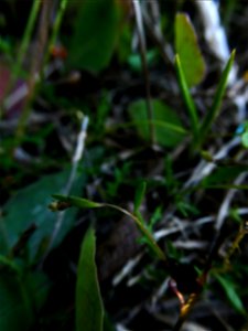Hornungia procumbens (L.) Hayek, 1925