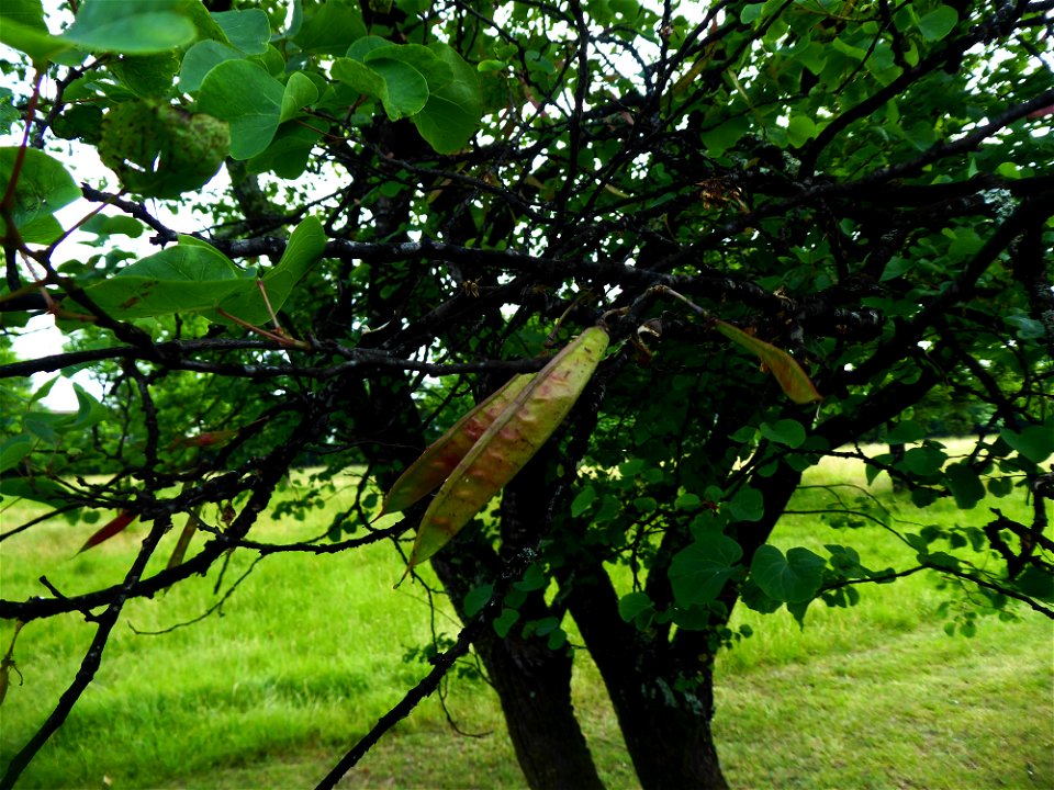 Cercis siliquastrum L., 1753