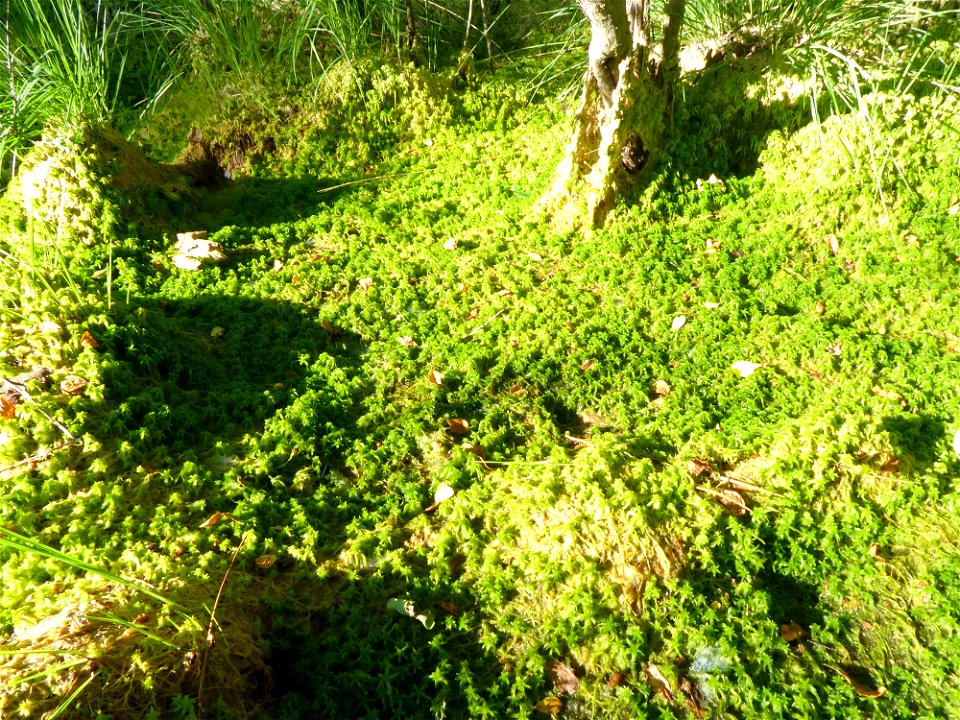 Sphagnum cuspidatum Ehrh. ex Hoffm., 1796