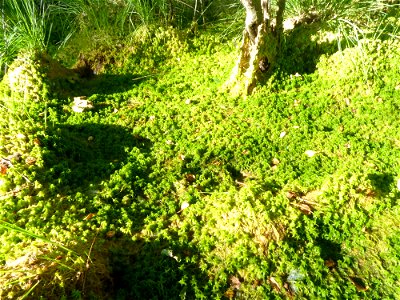 Sphagnum cuspidatum Ehrh. ex Hoffm., 1796