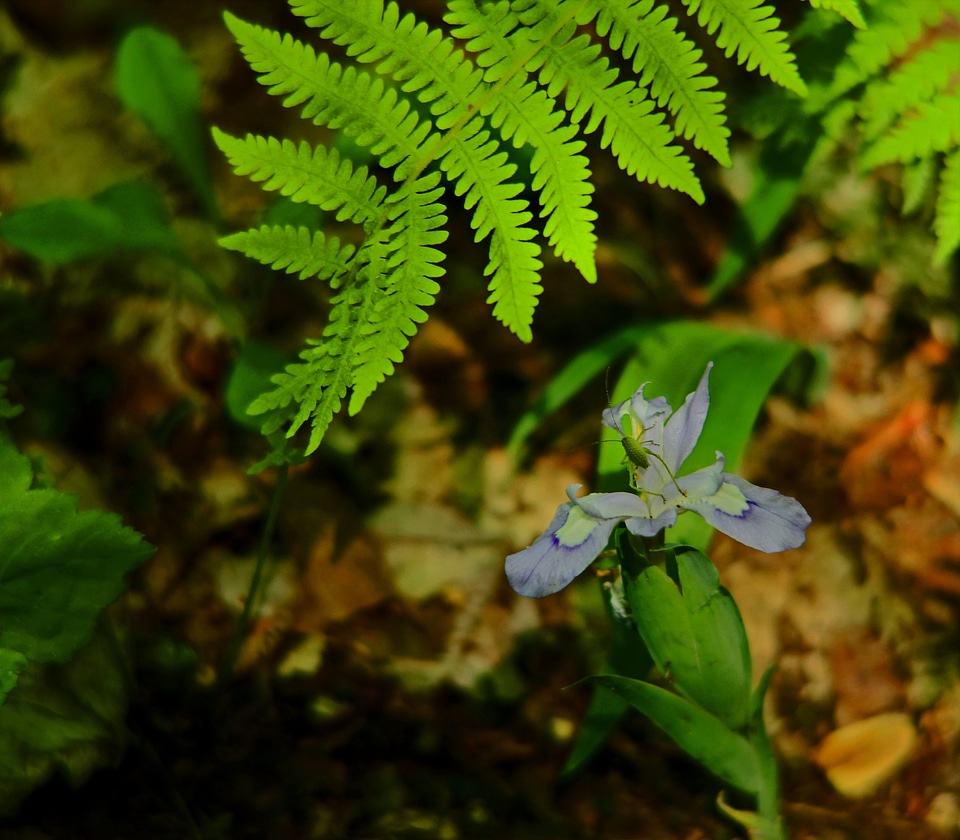 Small gree tree plant in forest