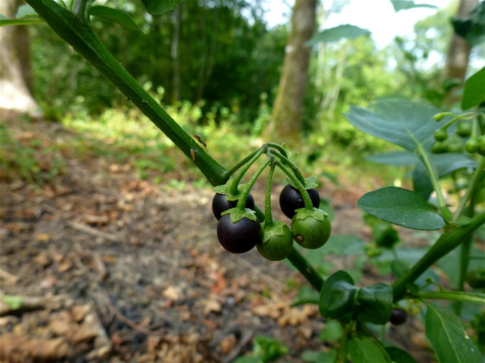 Solanum nigrum L., 1753