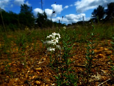 Galium boreale L., 1753