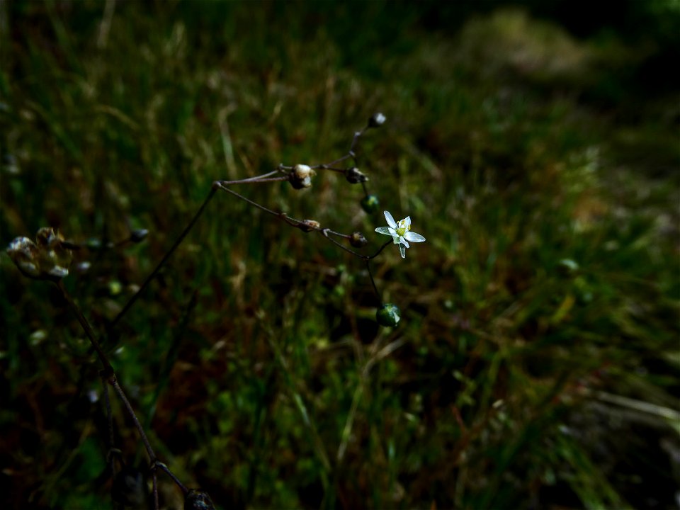 Spergula morisonii Boreau, 1847
