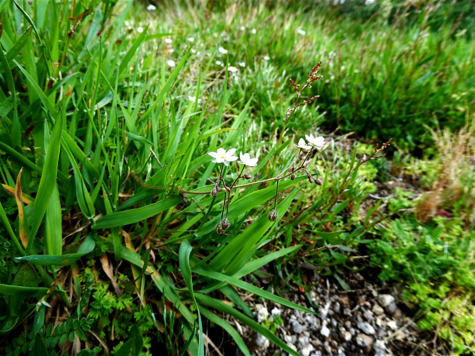 Spergula arvensis L., 1753