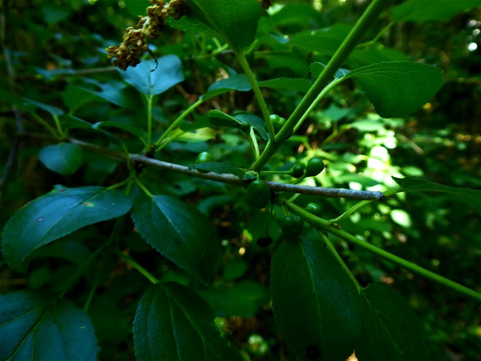 Rhamnus cathartica L., 1753