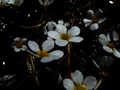 Ranunculus penicillatus (Dumort.) Bab., 1874