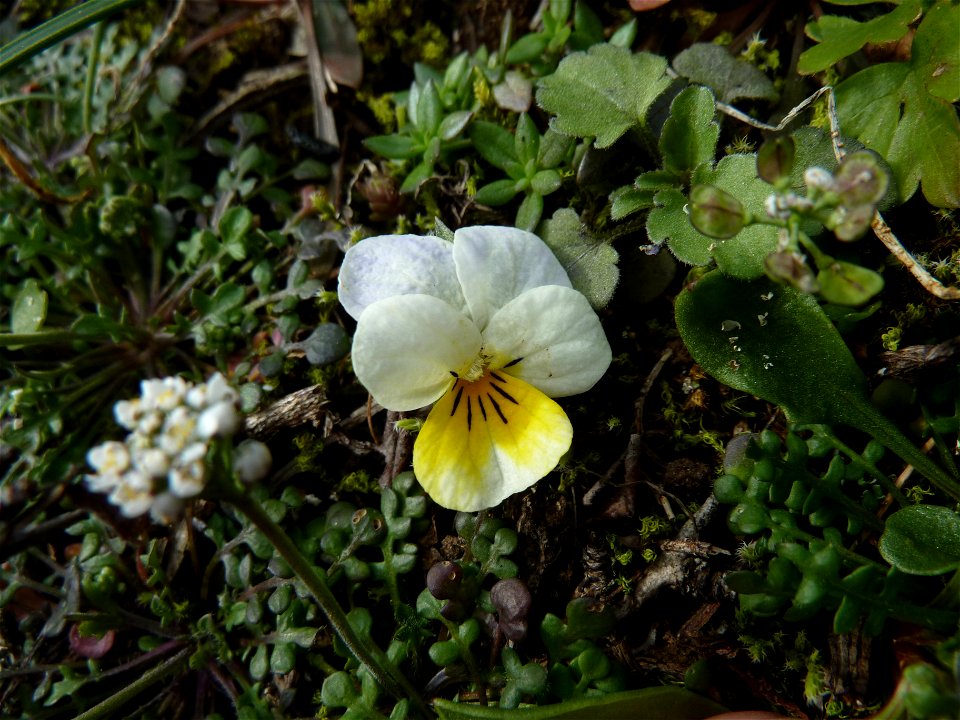 Viola arvensis Murray, 1770
