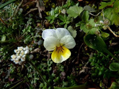 Viola arvensis Murray, 1770