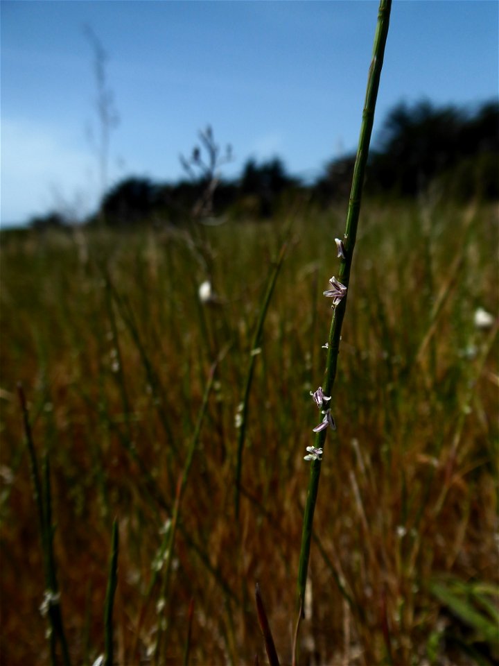 Parapholis strigosa (Dumort.) C.E.Hubb., 1946