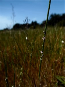 Parapholis strigosa (Dumort.) C.E.Hubb., 1946