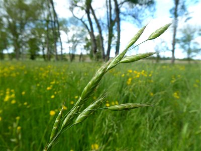 Bromus racemosus L., 1762