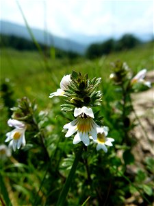 Euphrasia L., 1753