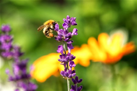 Bee on lavender photo
