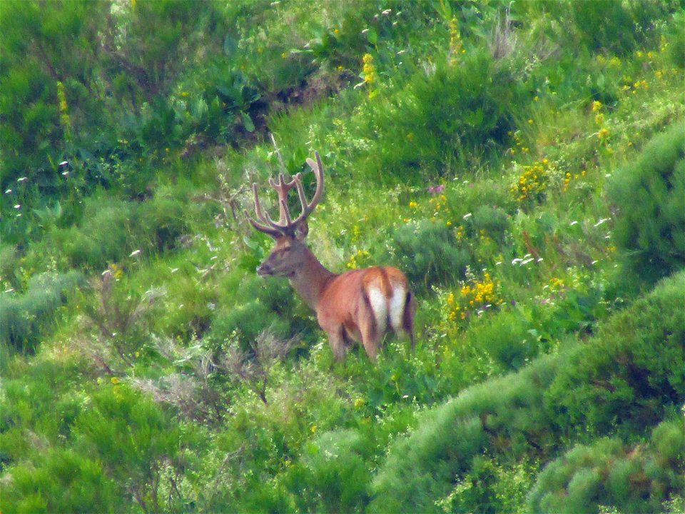 Cerf 12 cors irrégulier en Velour