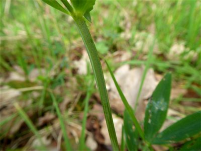 Lathyrus linifolius (Reichard) Bässler, 1971
